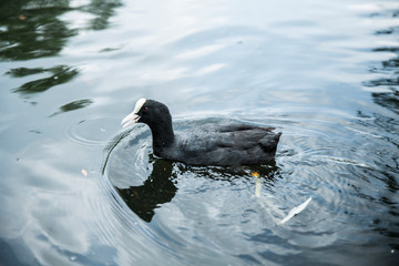 swan on the lake