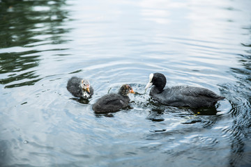 two ducks in the water