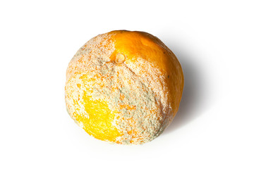 Rotten citrus. Penicillium mold on a mandarin fruit. Microscopic fungi producing penicillin antibiotic