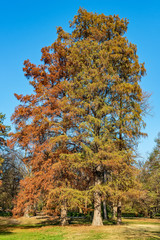 Naklejka premium Nice wood in park in autumn