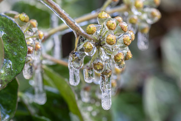 Efeu Bl&uuml;ten im Winter mit Eis &uuml;berzogen