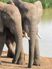 Verspielte junge Elefanten im Addo Elephant Park in Südafrika