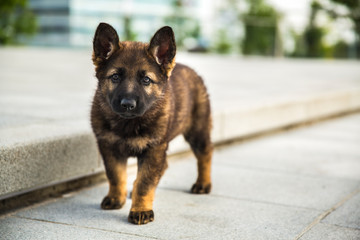 dog on the street