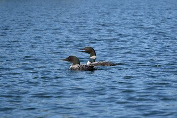 Loons, Minnesota state bird