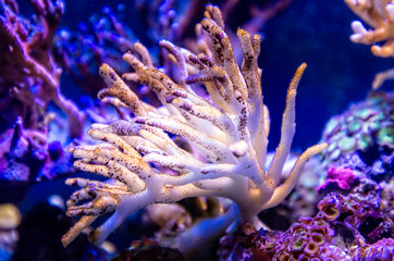 Beige coral underwater