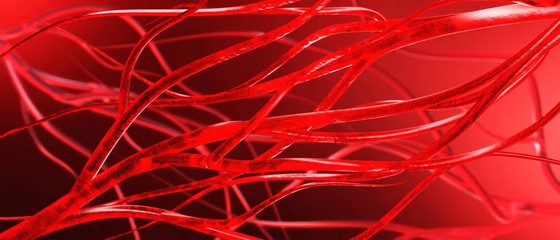 blood vessels, veins and arteries, circulatory system