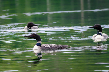 Loons, Minnesota state bird
