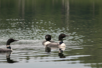 Loons, Minnesota state bird