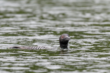 Loons, Minnesota state bird