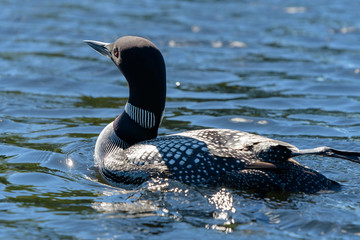 Loons, Minnesota state bird