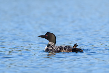 Loons, Minnesota state bird