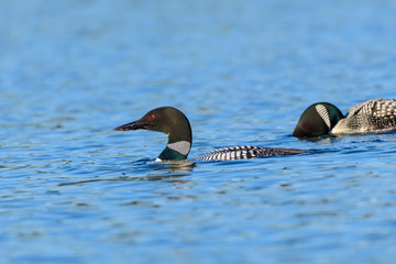 Loons, Minnesota state bird