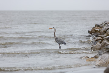 Great blue heron wading through waves on the Mississippi gulf shore