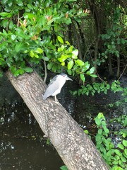 bird on tree