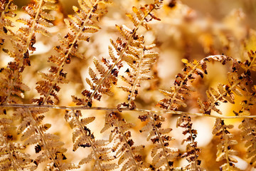 Fern leaf macro view. Aged brown yellow forest plant Dryopteris filix-mas pattern. Selective focus.