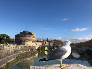seagull on the bridge