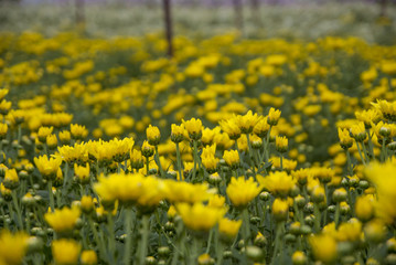 Fototapeta premium Chrysanthemum, Chrysanthemum farm, Chrysanthemum farm from Thailand country