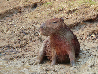 Capybara sitting in the mud of a river shore