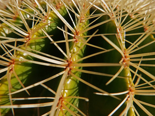 le spine di un catus viste da vicino