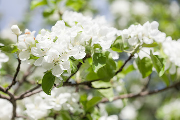 Apple tree flowers blossom macro view. Blossoming white pink petals fruit tree branch, tender blurred bokeh background. Shallow depth of field.