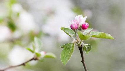Apple blossom spring time sunny day garden landscape. Blossoming white pink petals fruit tree branch, tender blurred green bokeh background. Shallow depth of field