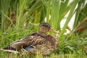 Beautiful female Mallard Duck sat on the bank of a lake.