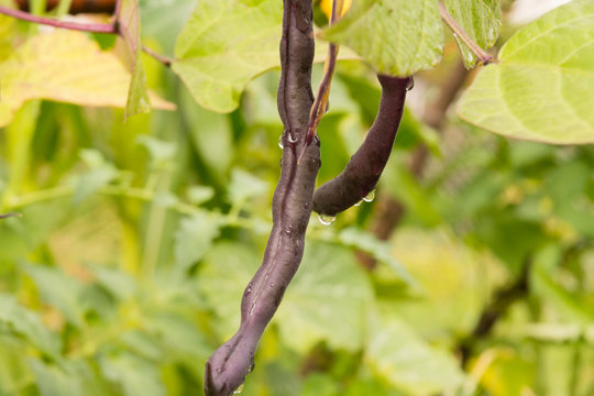 Special heirloom "purple" green beans