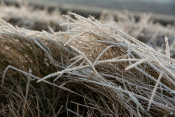 morning frost on leaves
