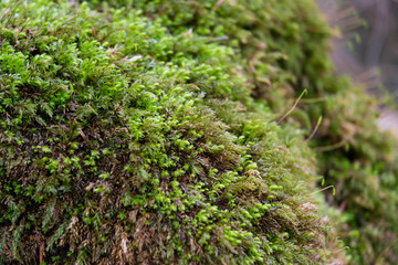  Green moss carpet in forest