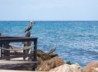 pelicans resting on a dock overlooking the caribbean sea 