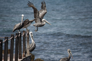 pelican taking flight from a group of pelican birds on a dock 