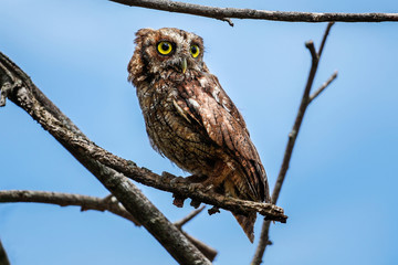 owl