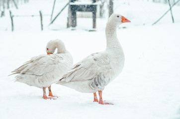 Two geese in snow