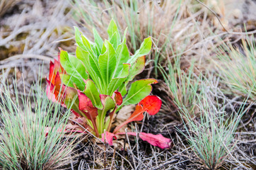 decorative cabbage in a garden
