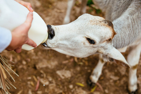 feeding baby calf