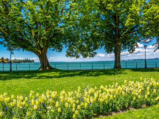 Lake Constance, Bodensee promenade green view in Bregenz, Austria on a sunny June day, the floating stage on the lake in the distance