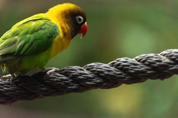 side profile portrait shot of isolated love bird on a rope with a blurry background 