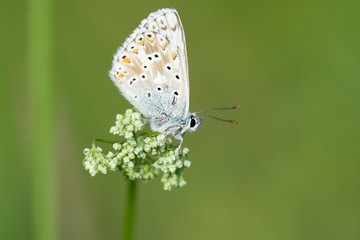 Fototapeta na wymiar Schmetterling (Bläuling)