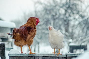 A rooster and a hen standing on the fence and watching each other on a snowy winter day
