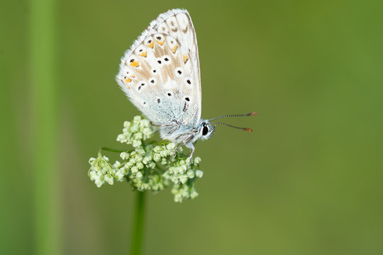 Schmetterling (Bläuling) © Petra Fischer