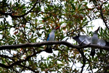 Woodlands Kingfisher