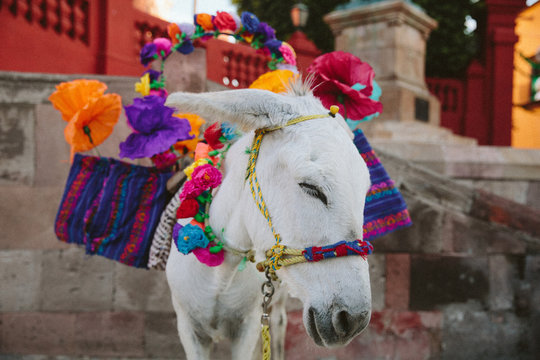 Mexican decorated donkey