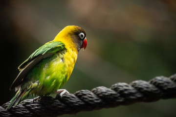 side profile portrait shot of isolated love bird on a rope with a blurry background 