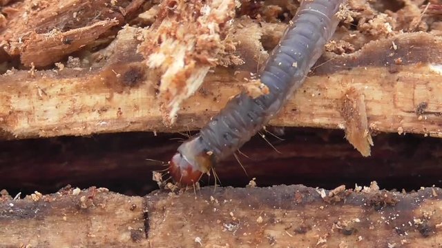  Tausendf&uuml;sser, Myriapoda