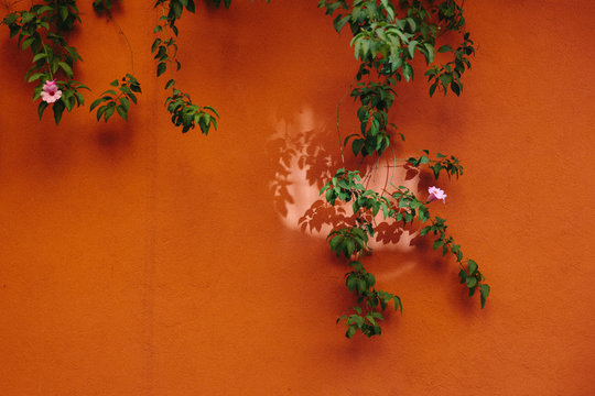 flower vine on orange wall
