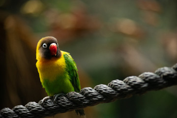medium wide portrait shot of isolated love bird on a rope with a blurry background