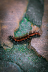 Будущая бабочка