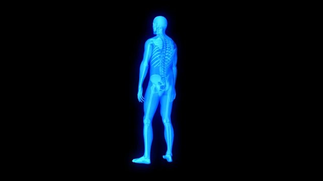 x ray 3d rendered skeletal medical animation