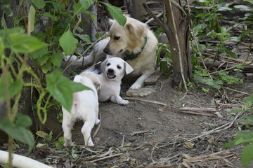 Filhote de cachorro branco em briga