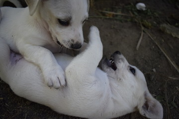 Filhote de cachorro branco em briga